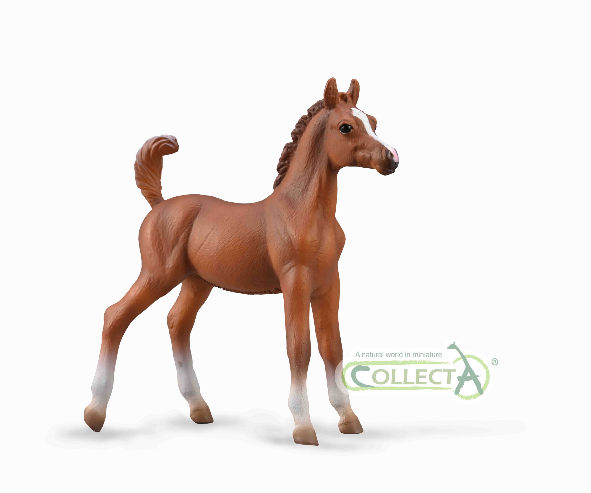 88992-Arabian-Foal---Chestnut
