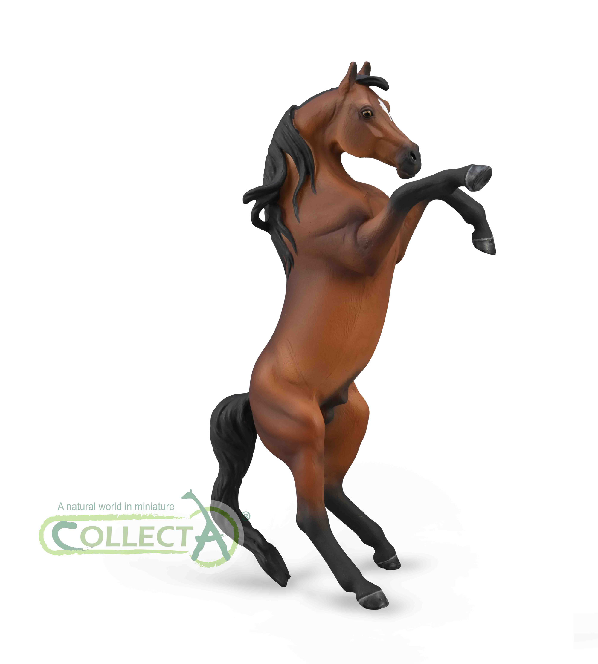 88993-Arabian-Stallion-Rearing---Bay