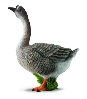 GANS (M)