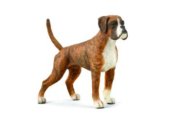 BOXER (L)
