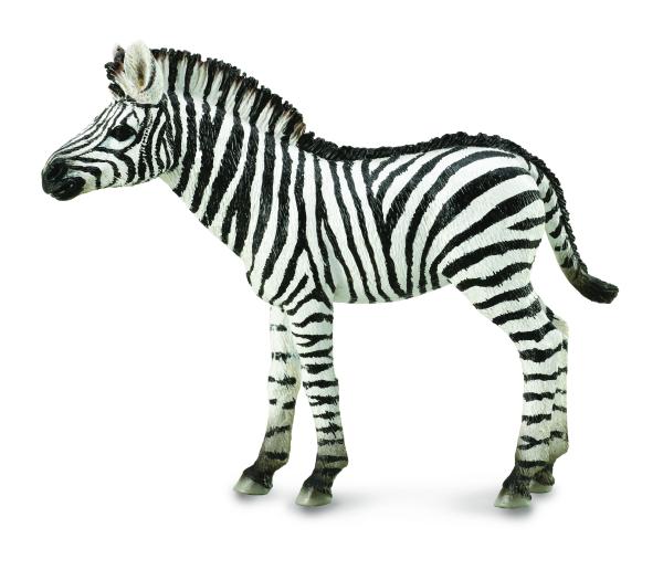 ZEBRA FOAL