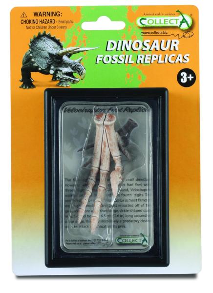 VELOCIRAPTOR FUSSNACHBILDUNG, Display-Kästchen