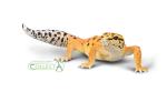LEOPARDGECKO (L)