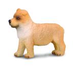 CHOW CHOW - WELPE (S)