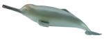 GANGES-DELFIN (M)