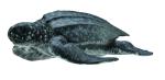 LEDERSCHILDKRÖTE (M)