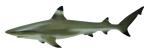 BLACKTIP REEF SHARK