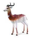 DAMA-GAZELLE (L)