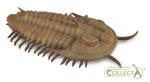 RIESEN-TRILOBIT (REDLICHIA REX TRILOBIT) (L)