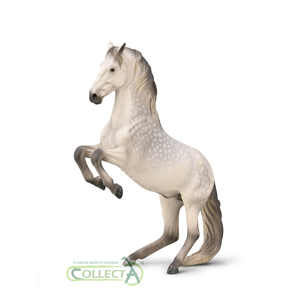 80051 - Lipizzanerhengst Apfelschimmel (XL)