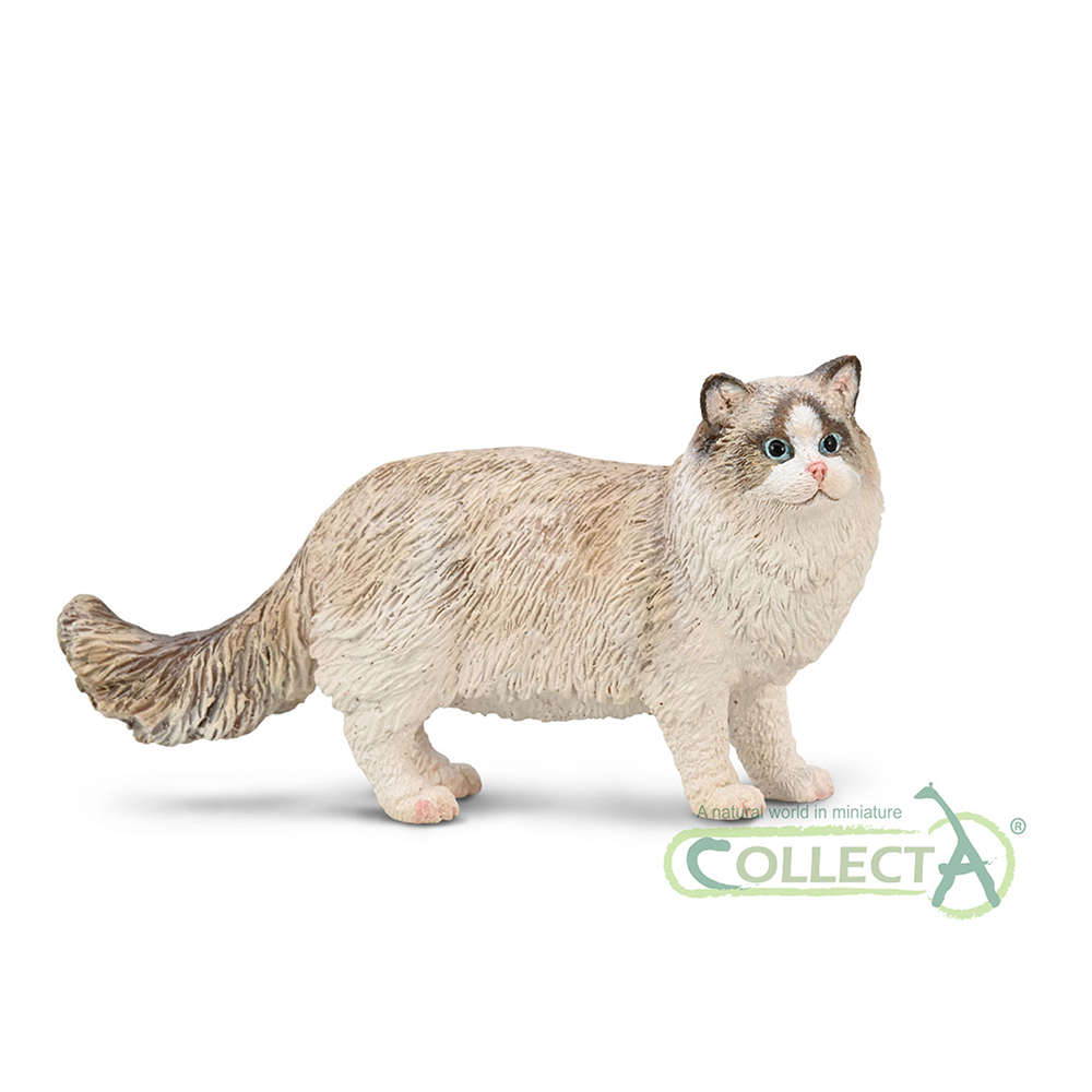 80059 - Ragdoll (M)
