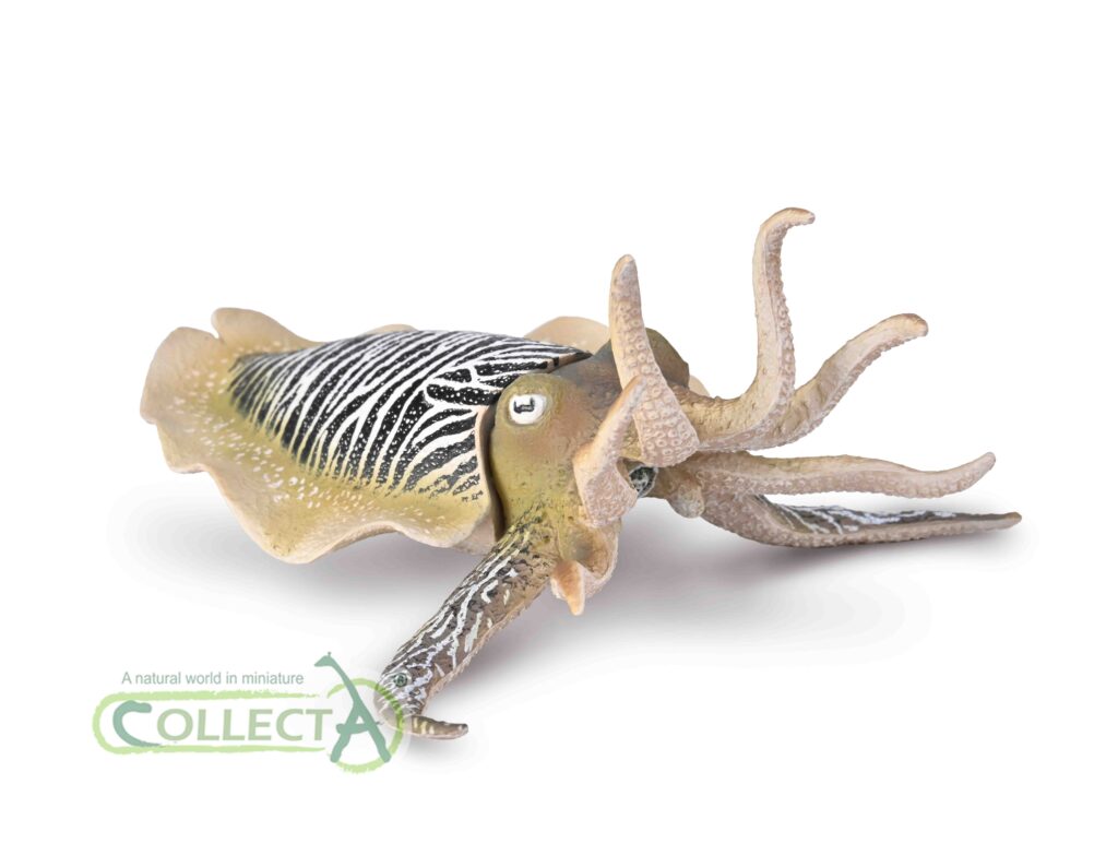 TINTENFISCH (XL)
