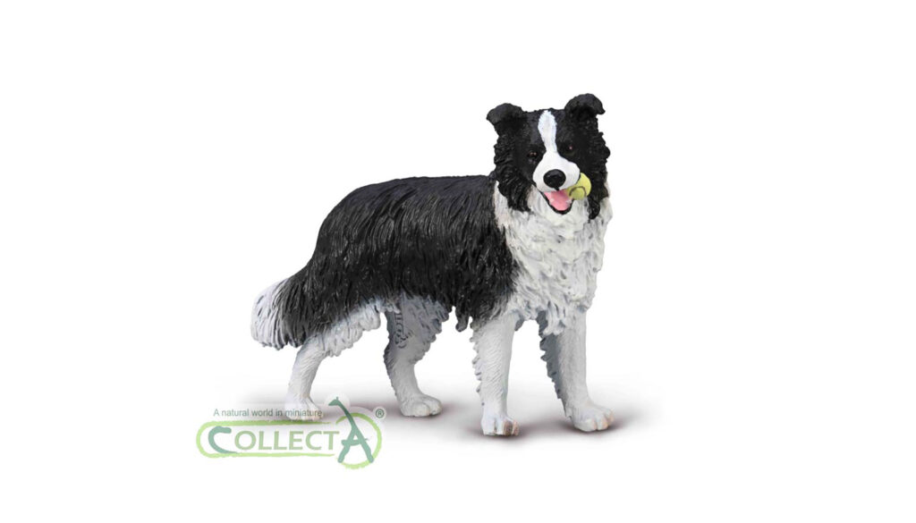 BORDER COLLIE (L)