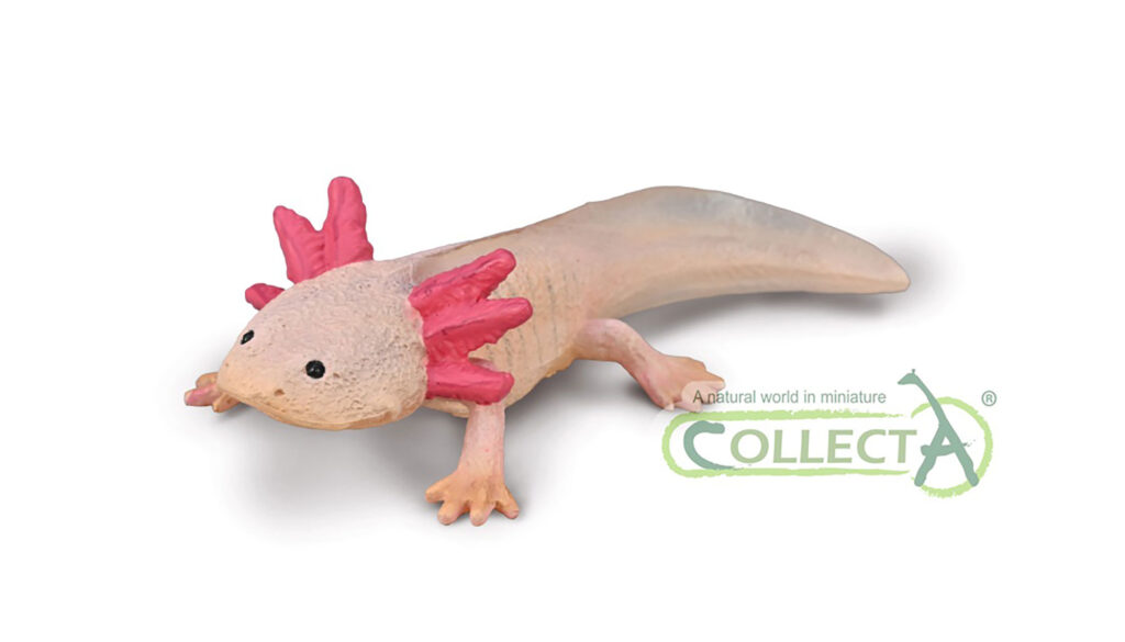 AXOLOTL (M)