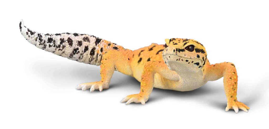 LEOPARDGECKO (L)