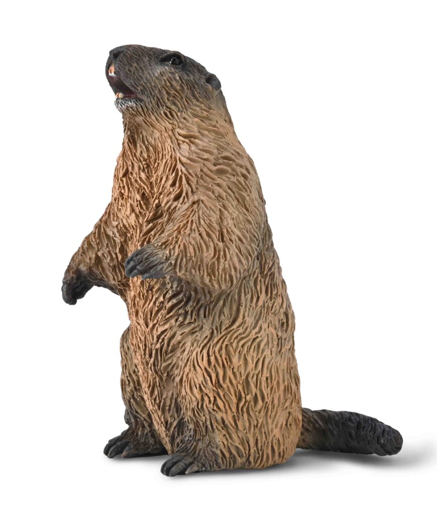 MURMELTIER (S)