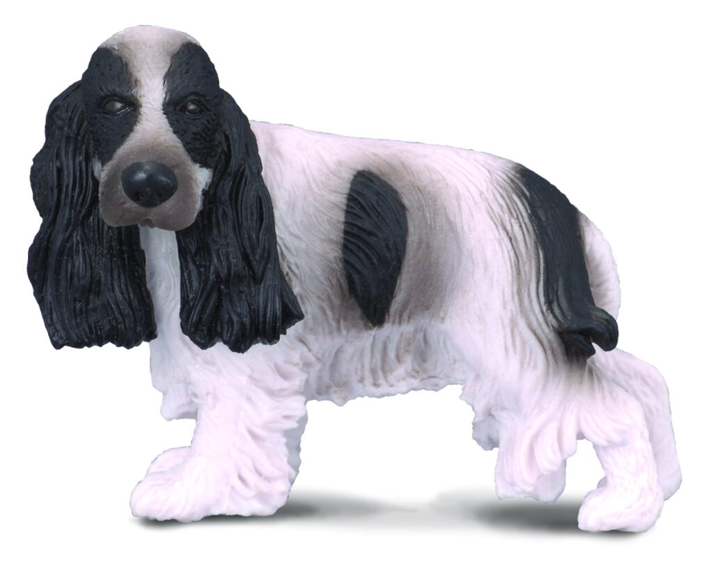 * ENGLISCHER COCKERSPANIEL (M)
