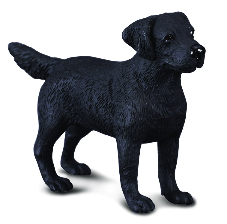LABRADOR RETRIEVER (M)