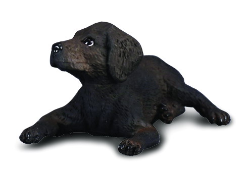 LABRADOR RETRIEVER - WELPE (S)