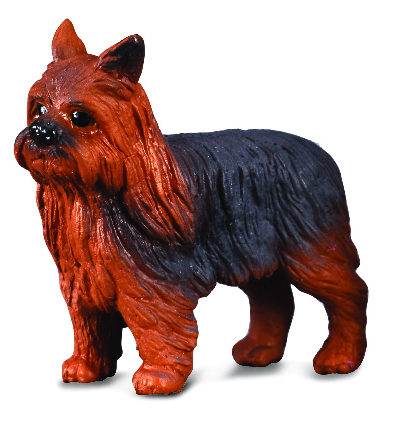 * YORKSHIRE TERRIER (S)