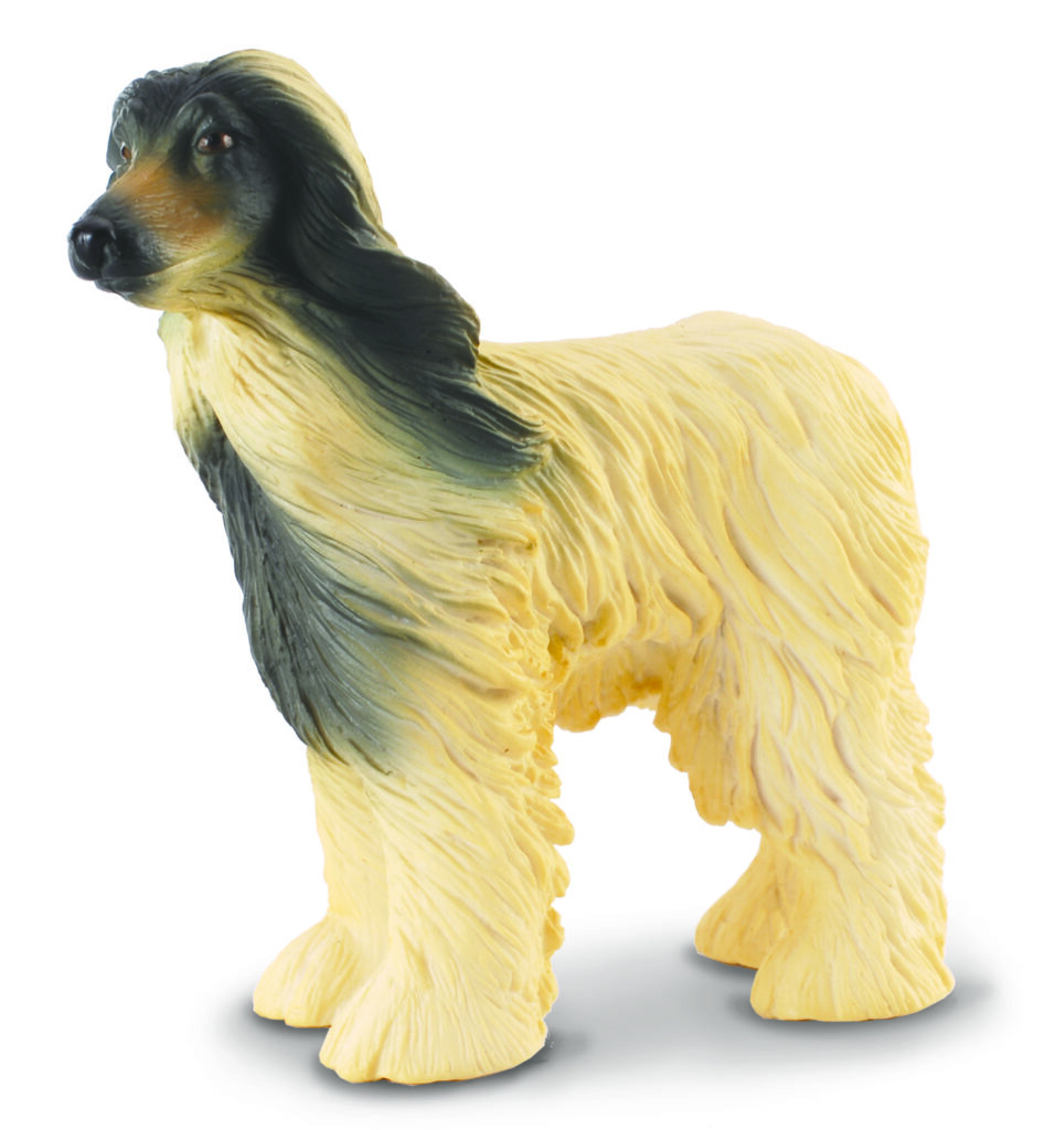 * AFGHANISCHER WINDHUND (L)