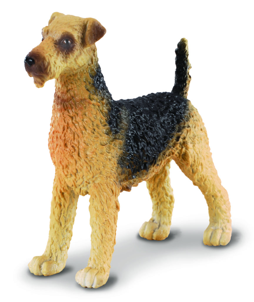 * AIRDALE TERRIER (M)