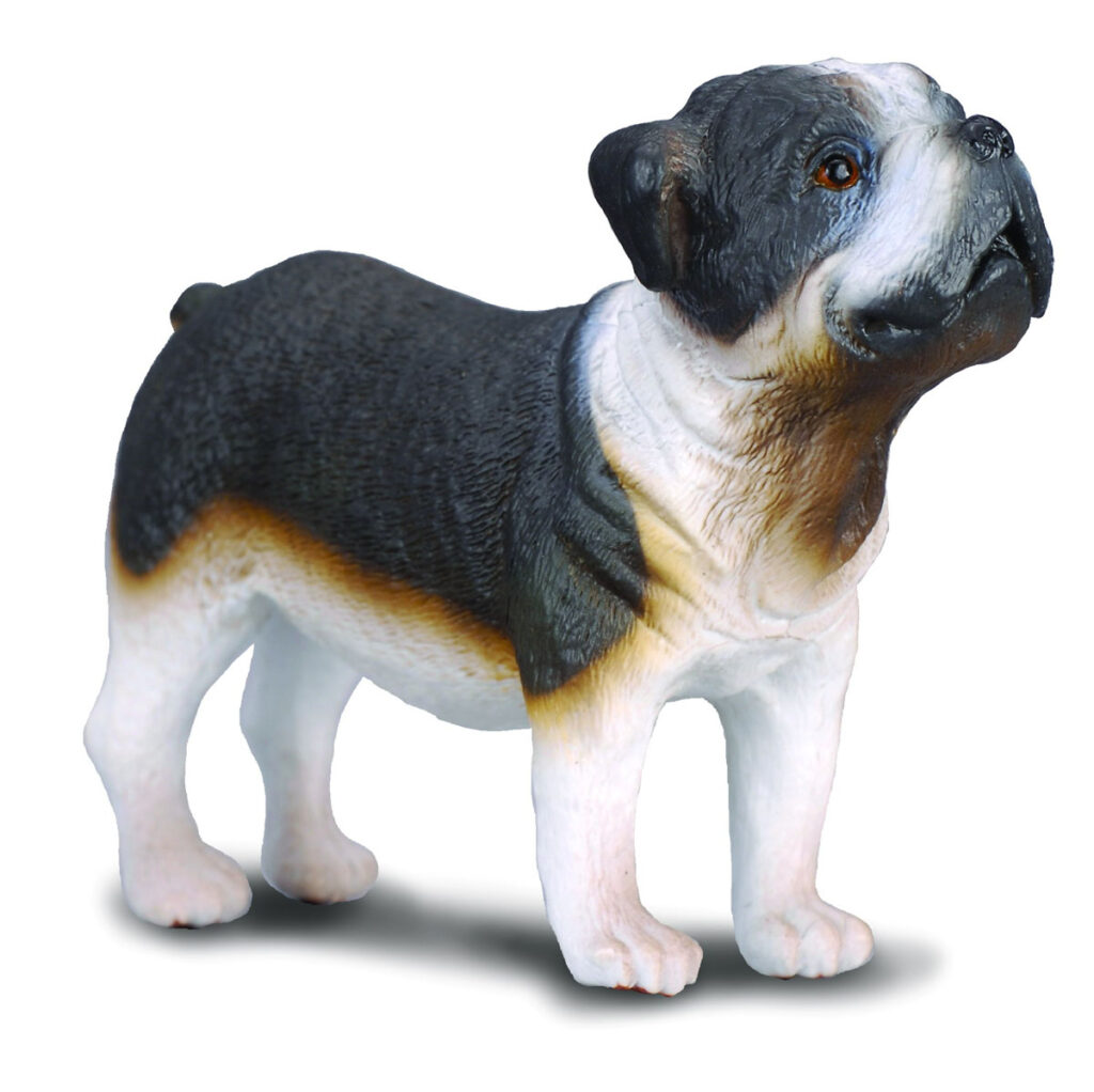 ENGLISCHE BULLDOGGE (M)