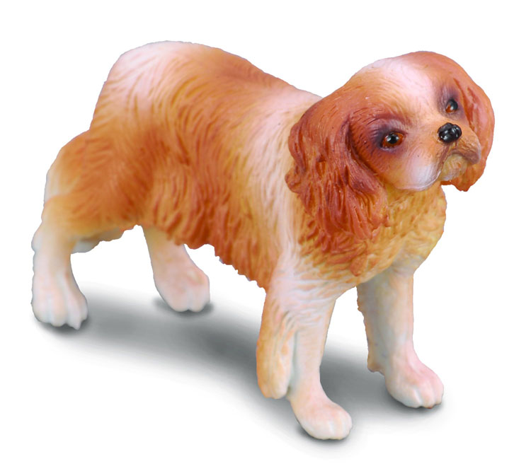 CAVALIER KING CHARLES SPANIEL (M)