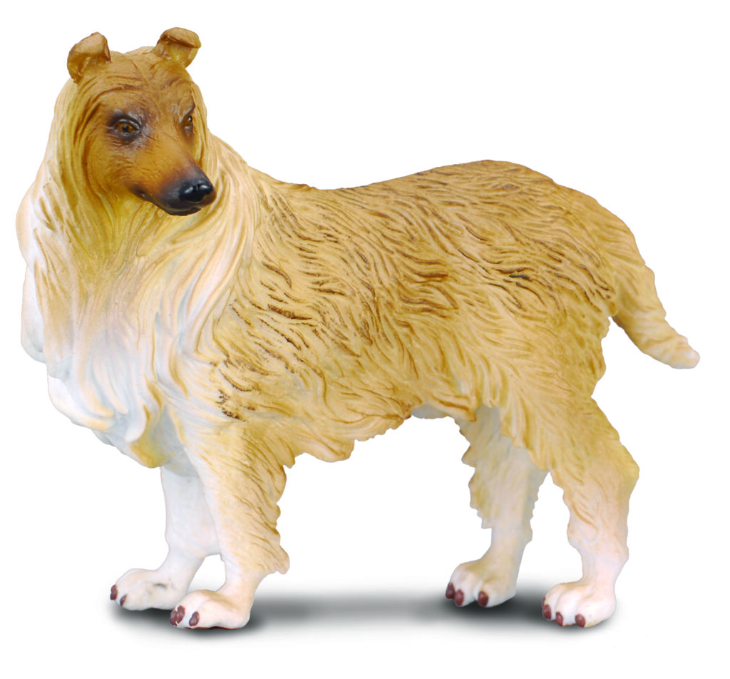 * LANGHAAR-COLLIE (L)