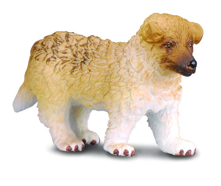 LANGHAAR-COLLIE - WELPE (S)