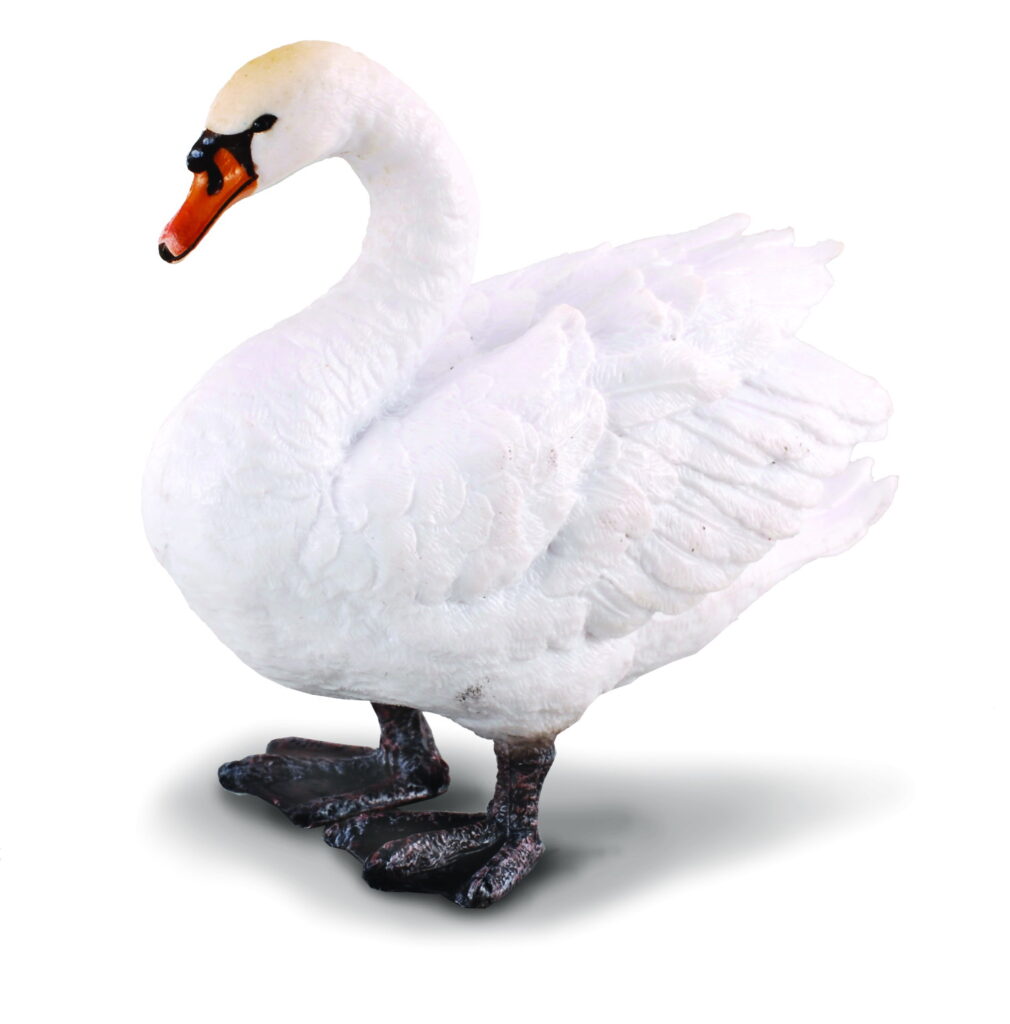 HÖCKERSCHWAN (M)