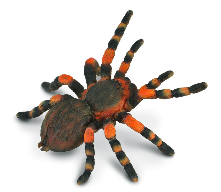 MEXIKANISCHE ROTKNIE-VOGELSPINNE (L)