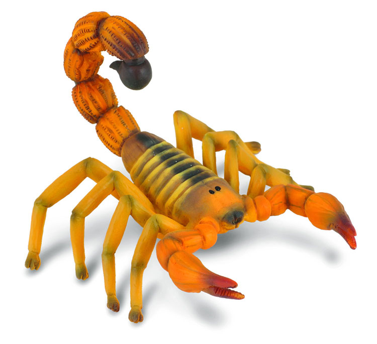 GELBER SAHARA DICKSCHWANZSKORPION (M)