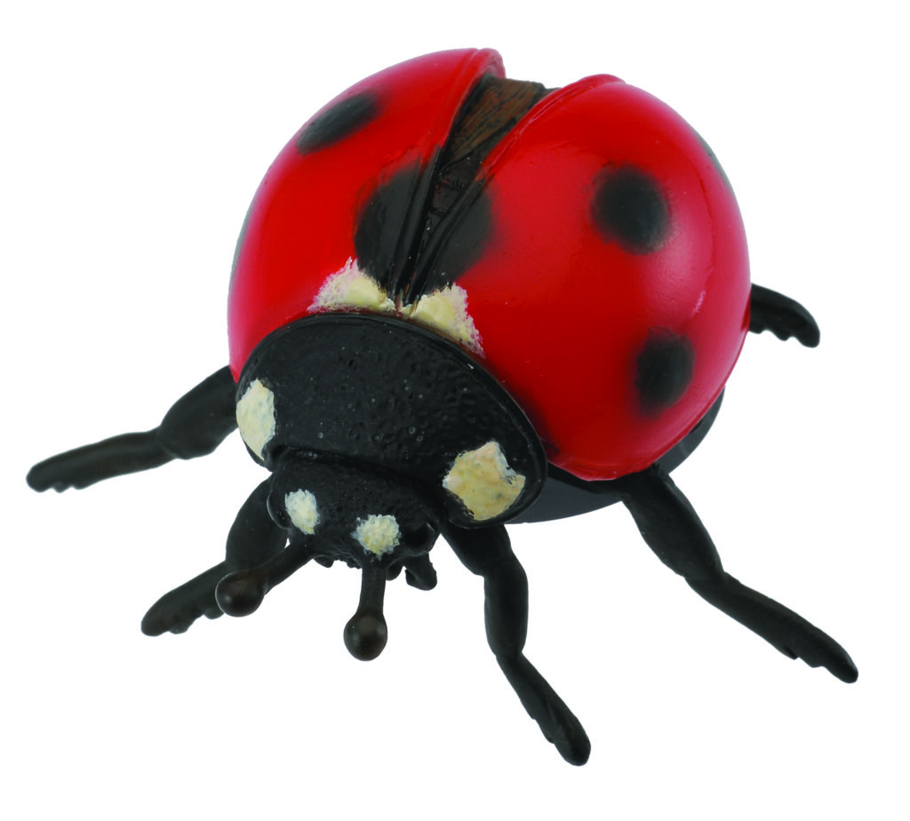 MARIENKÄFER (M)