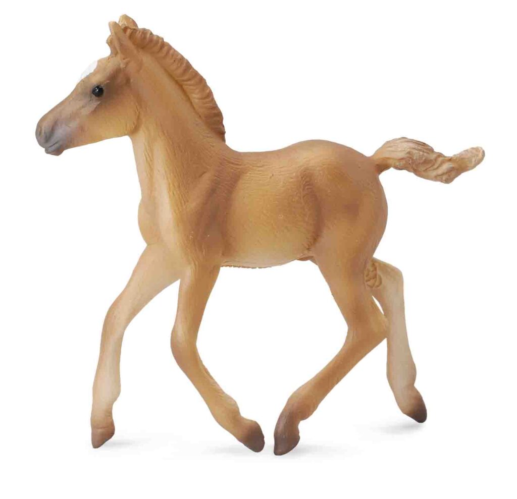 * HAFLINGER FOHLEN - GEHEND (M)