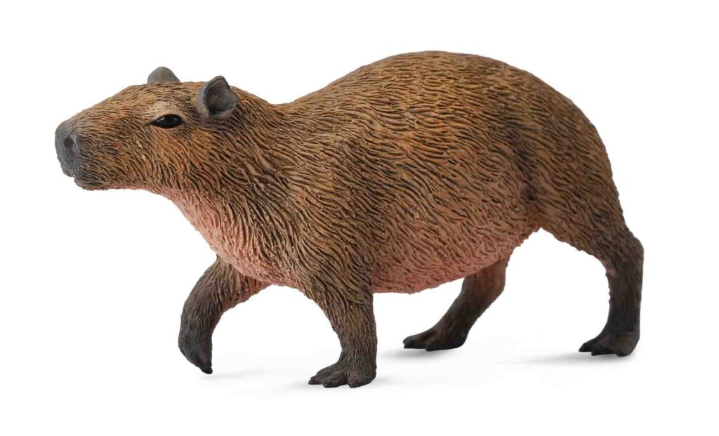 WASSERSCHWEIN (M)
