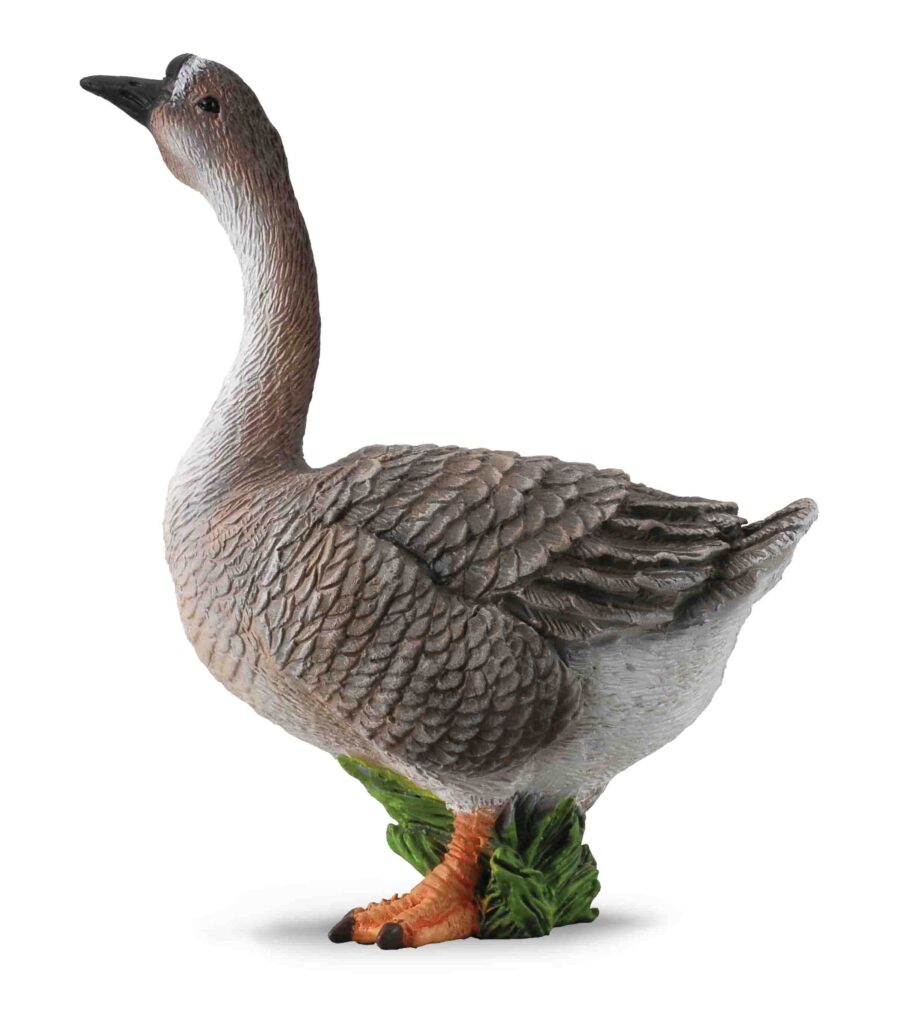 GANS (M)