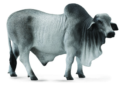 BRAHMAN STIER ZEBU (L)