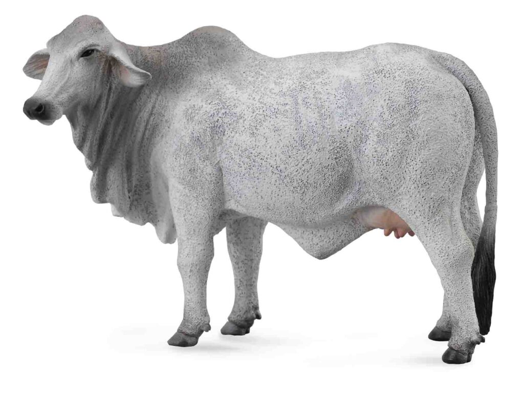 BRAHMAN KUH ZEBU (L)