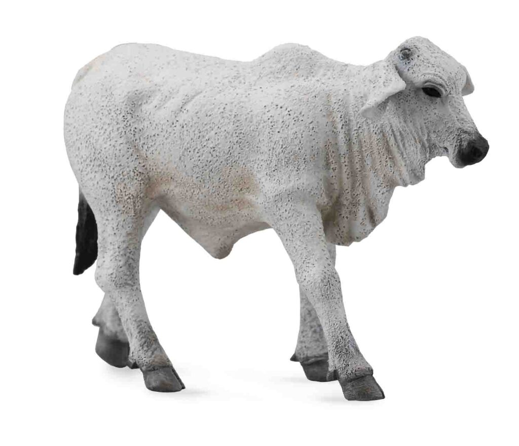 BRAHMAN KÄLBCHEN ZEBU (S)