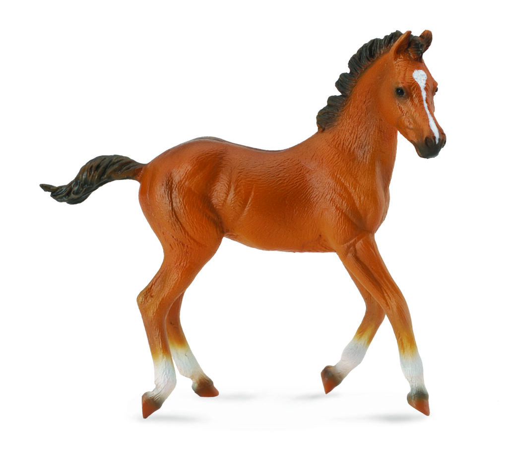 * QUARTER HORSE FOHLEN ROTBRAUN (M)