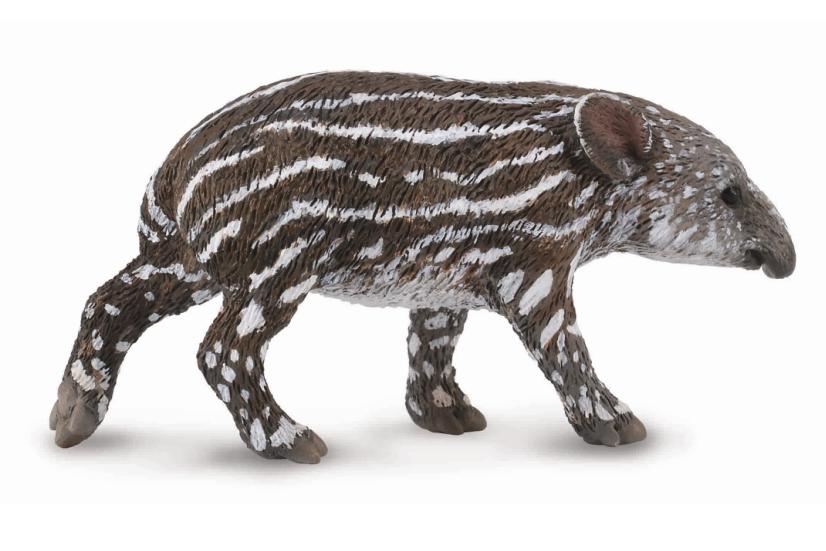 MITTELAMERIKANISCHES TAPIRJUNGES (S)