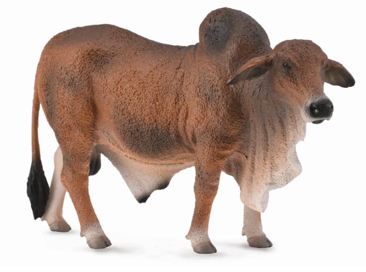 ROTER BRAHMAN STIER (L)