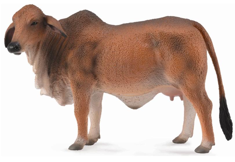 ROTE BRAHMAN KUH (L)