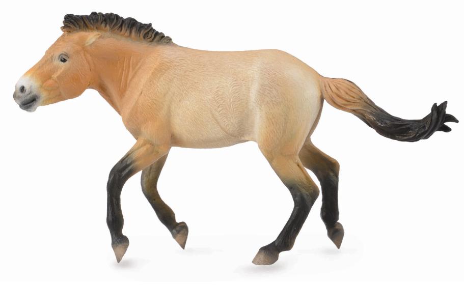 PRZEWALSKI HENGST (XL)