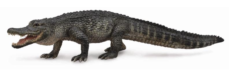 AMERIKANISCHER ALLIGATOR (L)