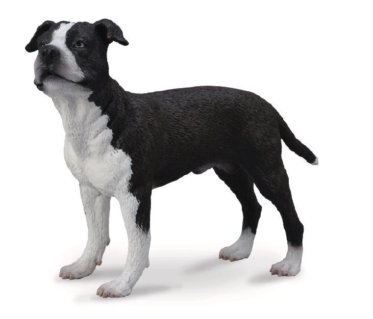 AMERIKANISCHER STAFFORDSHIRE TERRIER (L)