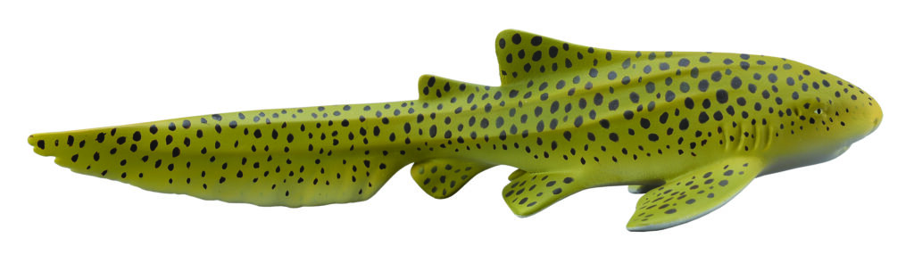 ZEBRAHAI (M)