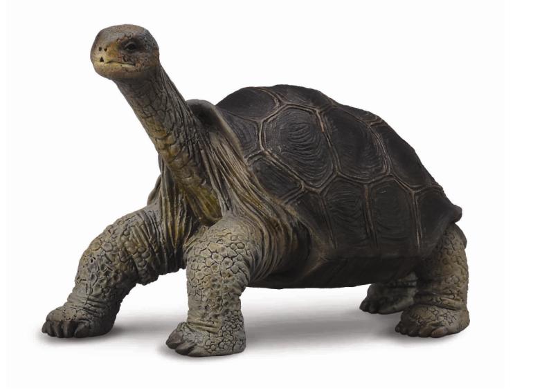 GALAPAGOS RIESENSCHILDKRÖTE (M)