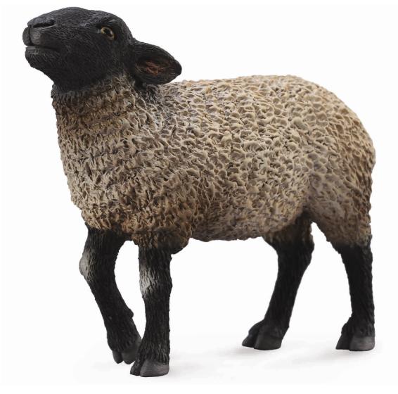 AUSTRALISCHES SUFFOLK SCHAF (M)